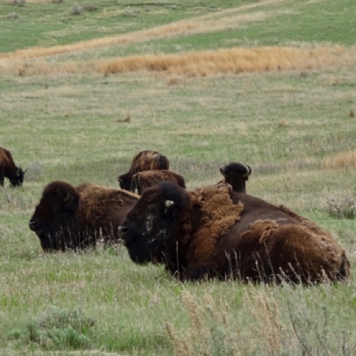 Bison Herd